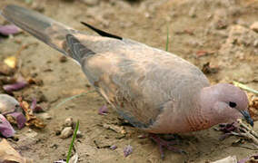 Laughing Dove