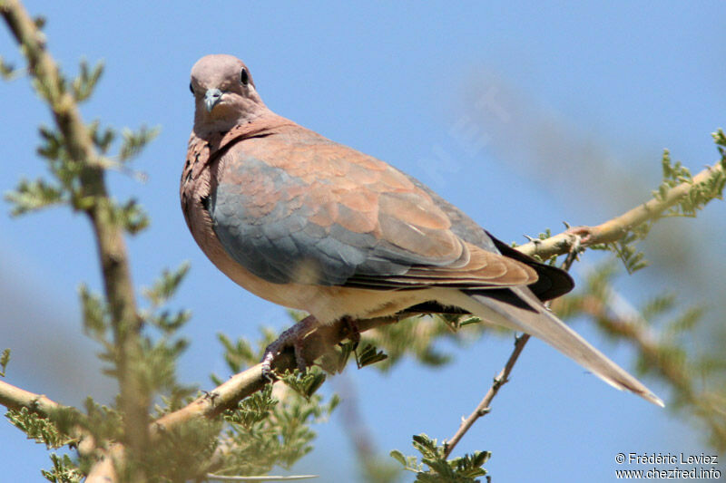 Laughing Doveadult