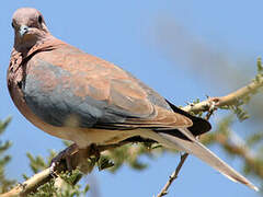 Laughing Dove