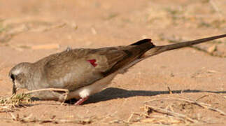 Namaqua Dove