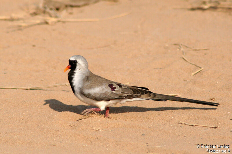 Namaqua Dove male adult