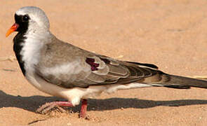 Namaqua Dove