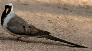 Namaqua Dove