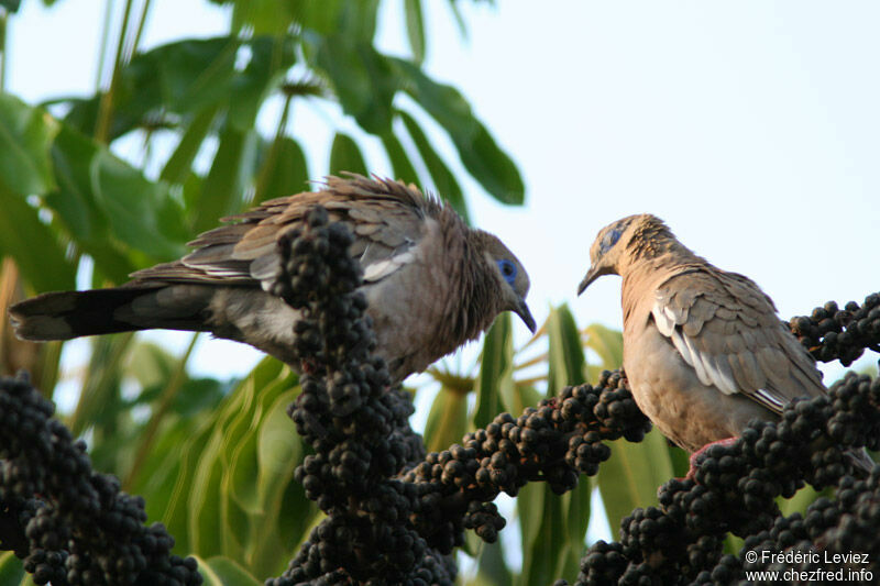 West Peruvian Dove adult