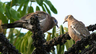 West Peruvian Dove