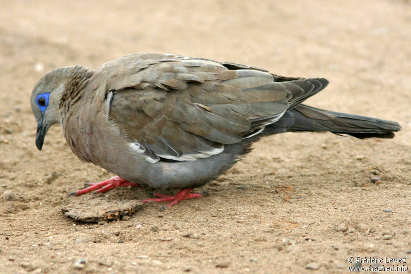 Tourterelle mélodieuseadulte