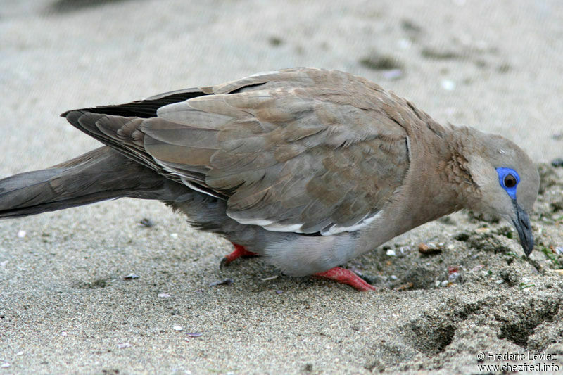 West Peruvian Doveadult