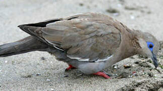 West Peruvian Dove