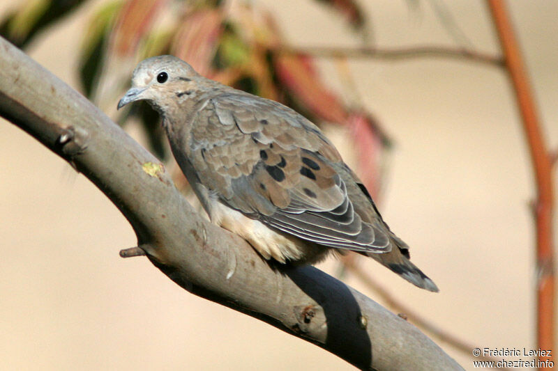 Eared Doveimmature