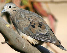 Eared Dove