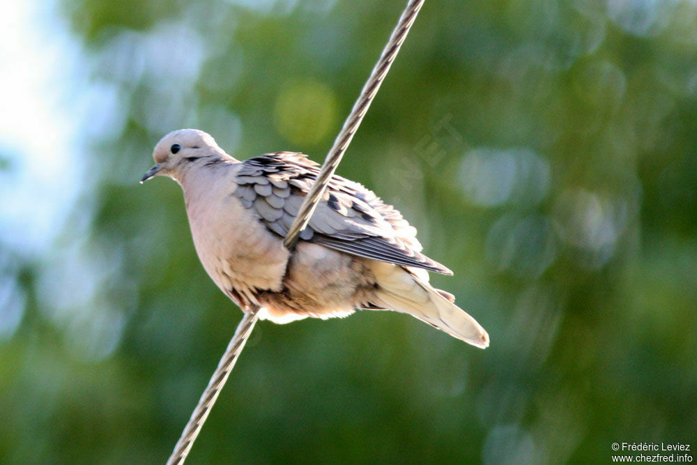 Eared Doveadult