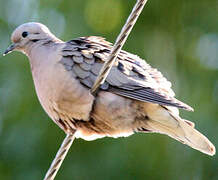 Eared Dove