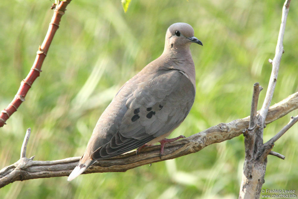 Eared Doveadult, identification