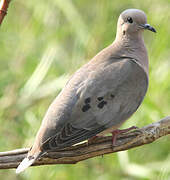 Eared Dove