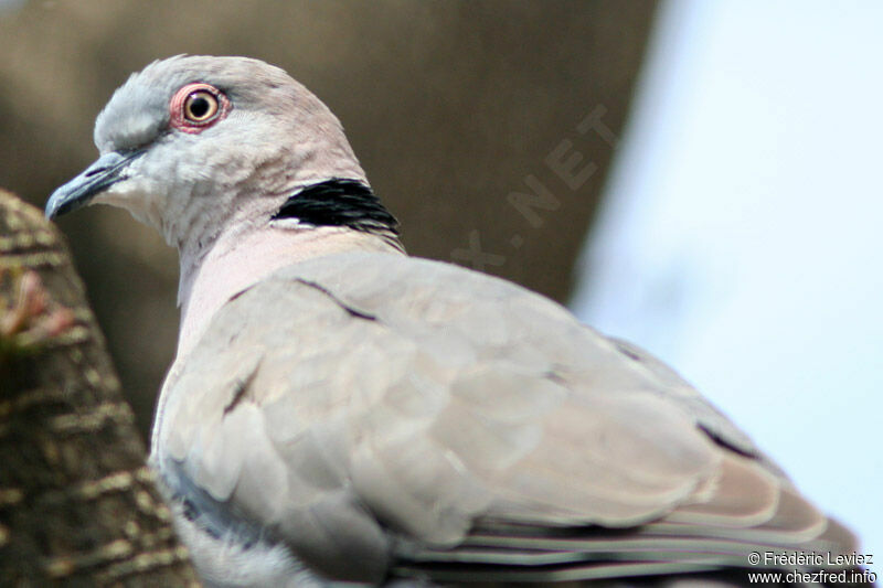 Mourning Collared Doveadult