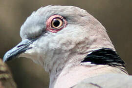 Mourning Collared Dove