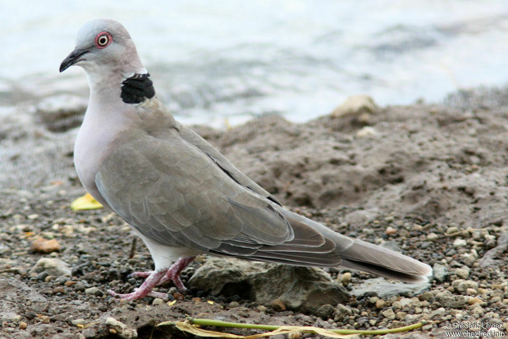 Mourning Collared Doveadult