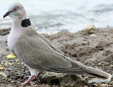 Mourning Collared Dove