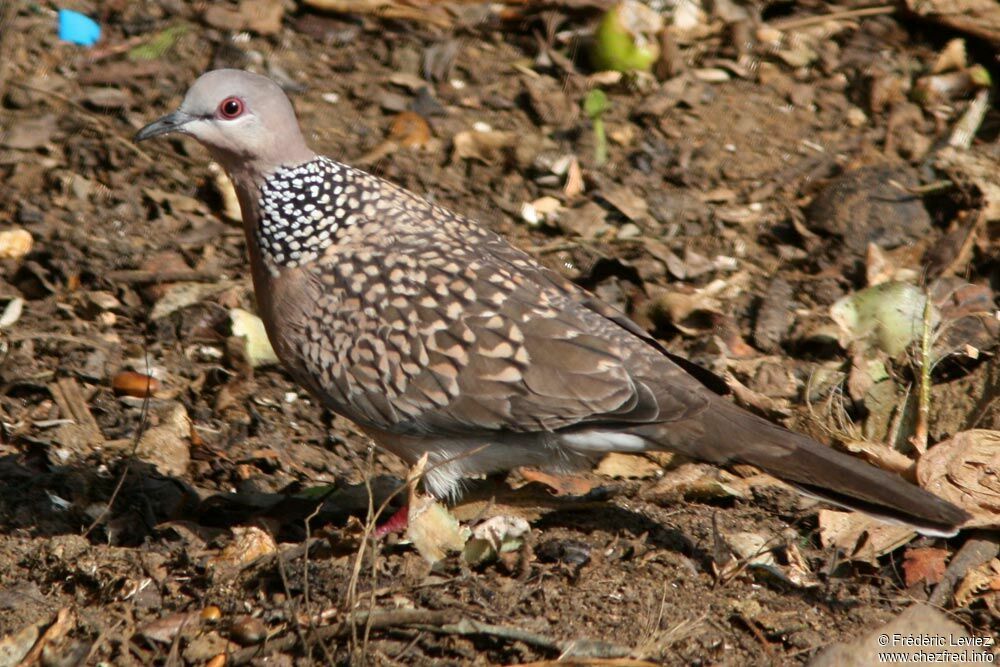 Tourterelle tigrineadulte, identification