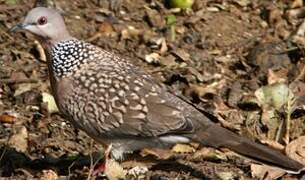 Spotted Dove