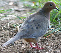 Mourning Dove