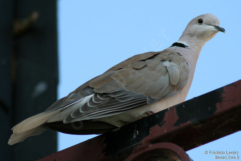 Eurasian Collared Doveadult