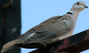 Eurasian Collared Dove