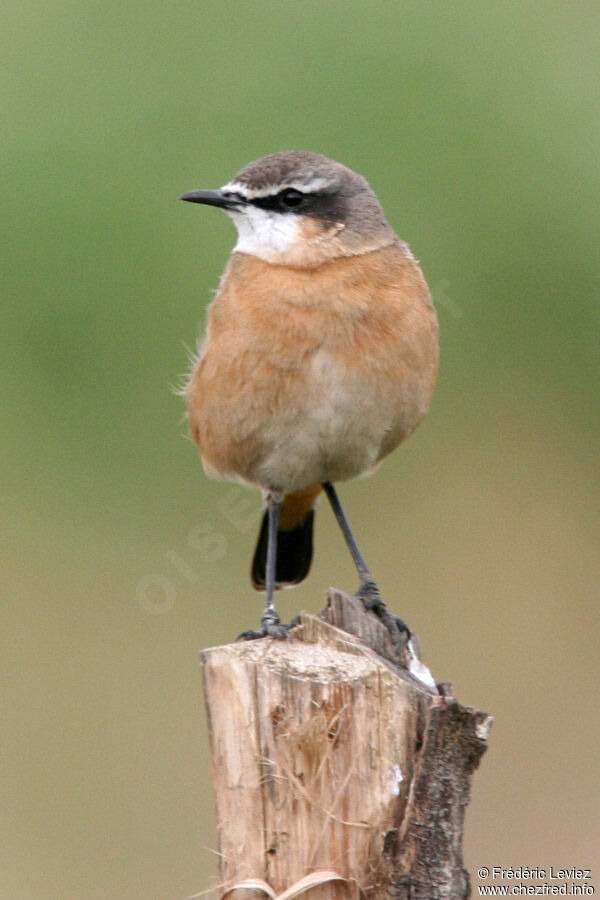 Rusty-breasted Wheatearadult