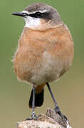 Red-breasted Wheatear