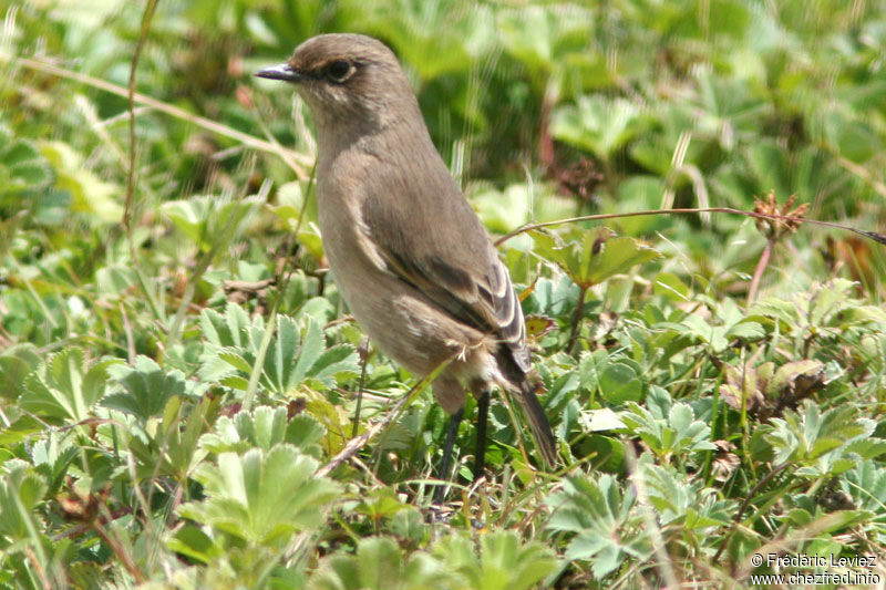 Moorland Chatadult