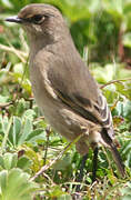 Moorland Chat