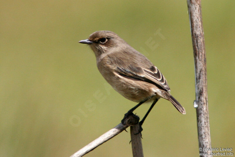 Traquet afroalpinadulte