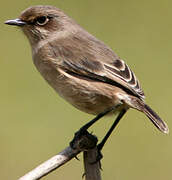 Moorland Chat