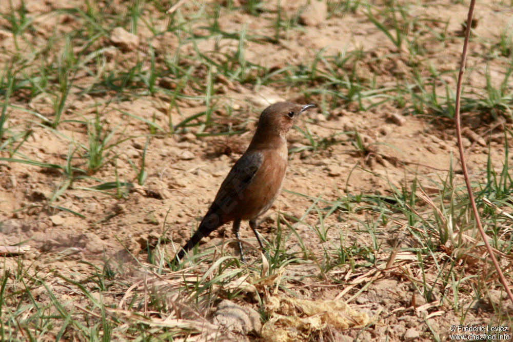 Traquet bistré, identification