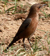 Brown Rock Chat