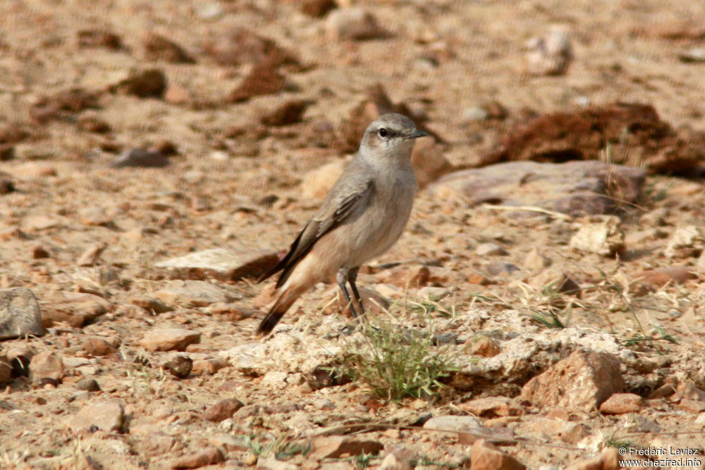 Traquet de Perse, identification