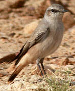 Red-tailed Wheatear