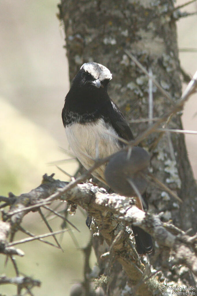 Abyssinian Wheatearadult, identification