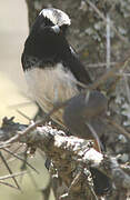 Abyssinian Wheatear