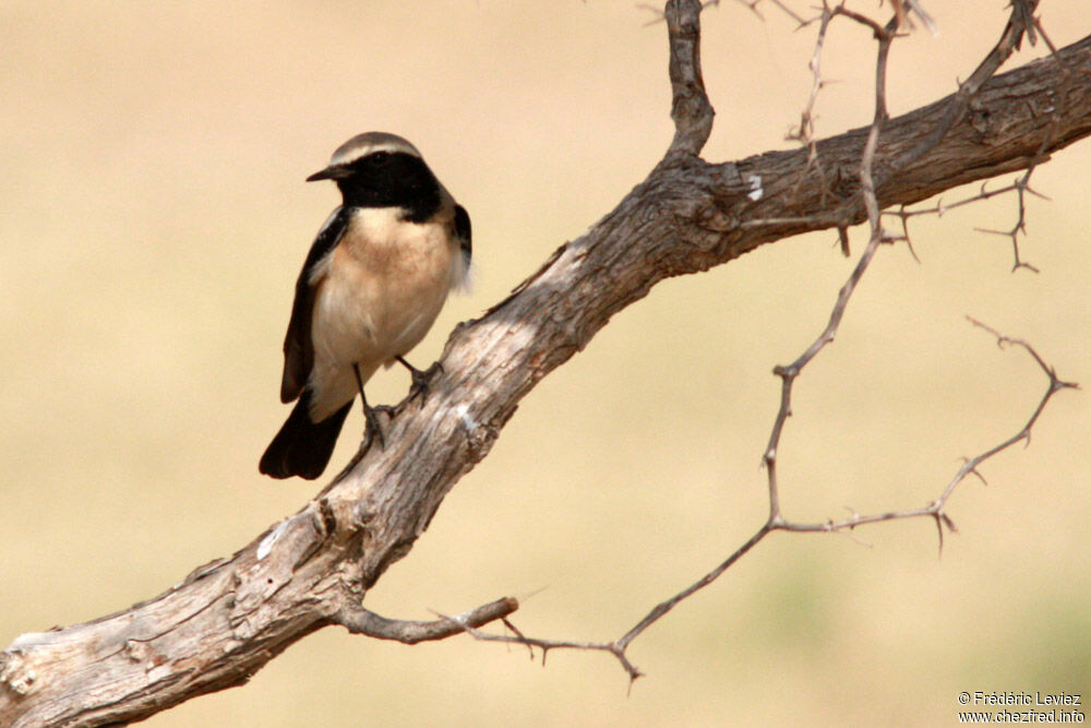 Desert Wheatearadult breeding, identification