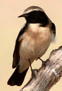 Desert Wheatear