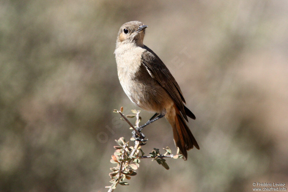 Traquet familier, identification