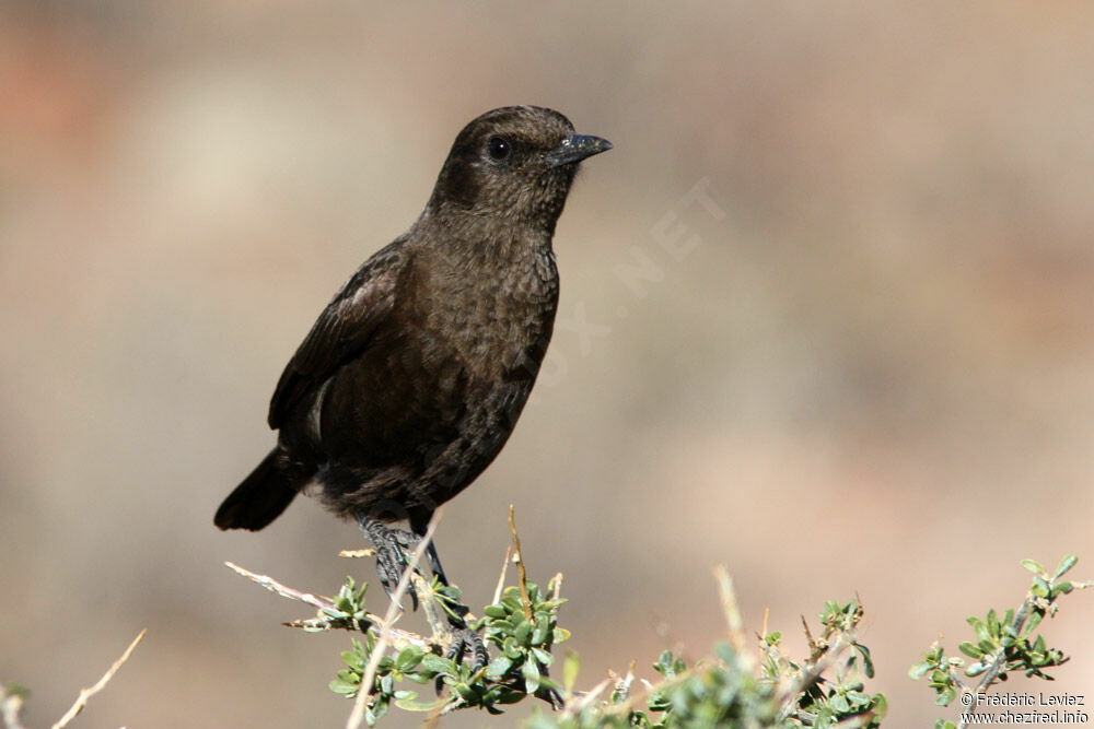 Ant-eating Chat female adult, identification