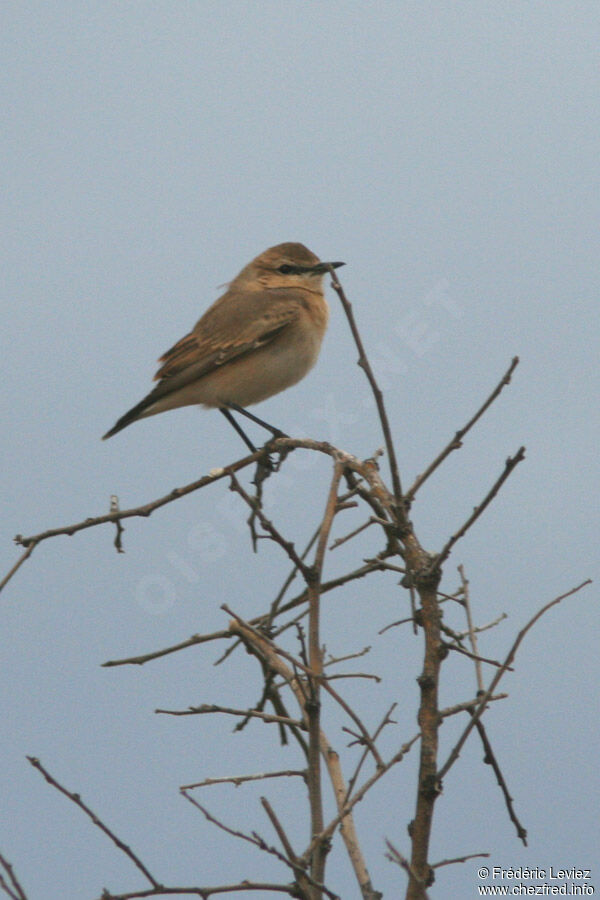 Isabelline Wheatear