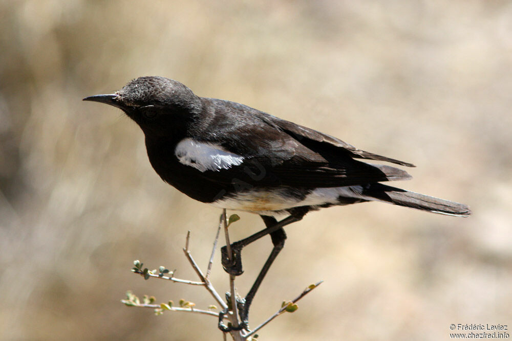 Traquet montagnard mâle adulte, identification