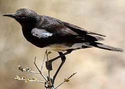 Mountain Wheatear