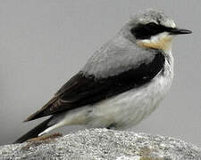 Northern Wheatear