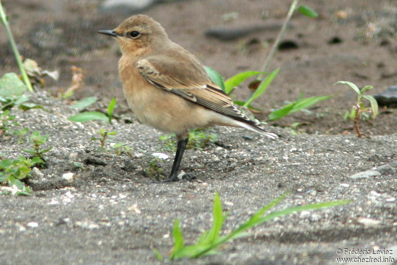 Northern Wheatear