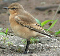 Northern Wheatear