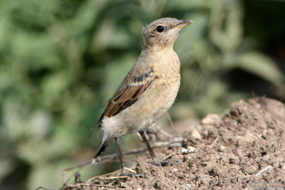 Northern WheatearFirst year, identification